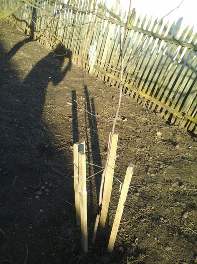 altoi prins din 2014 mar