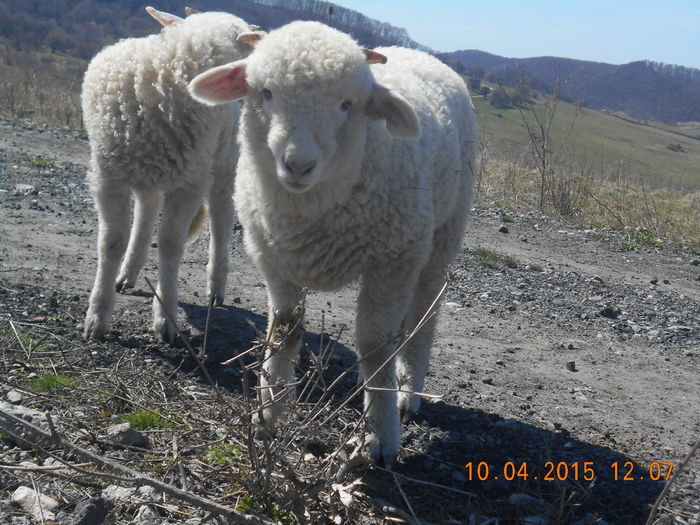 DSCN3534 - Productia De Miei 2015