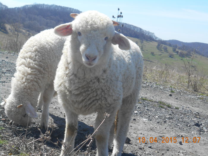 DSCN3535 - Productia De Miei 2015