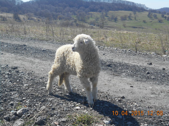 DSCN3537 - Productia De Miei 2015