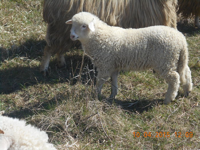 DSCN3542 - Productia De Miei 2015