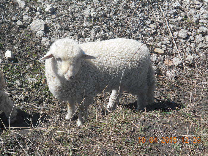 DSCN3587 - Productia De Miei 2015