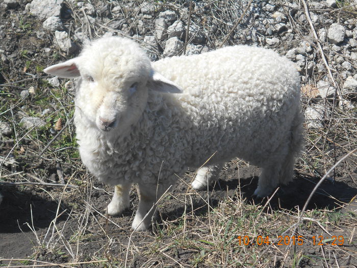 DSCN3588 - Productia De Miei 2015
