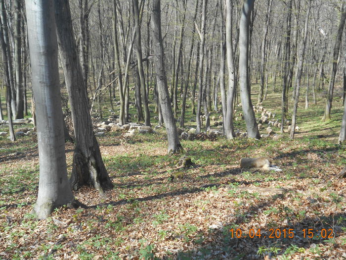 DSCN3681