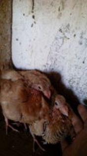 102692037_LTWHPAP3[1]