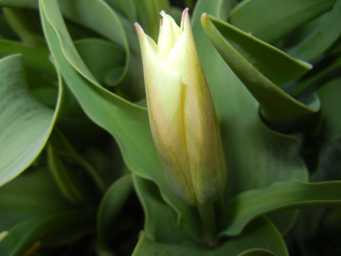 Tulipa Quebec (2015, April 07) - Tulipa Quebec