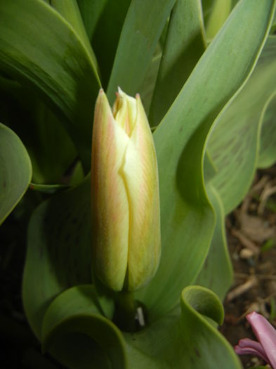 Tulipa Quebec (2015, April 08) - Tulipa Quebec