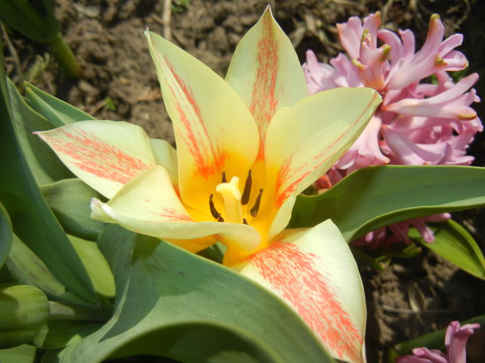 Tulipa Quebec (2015, April 10) - Tulipa Quebec