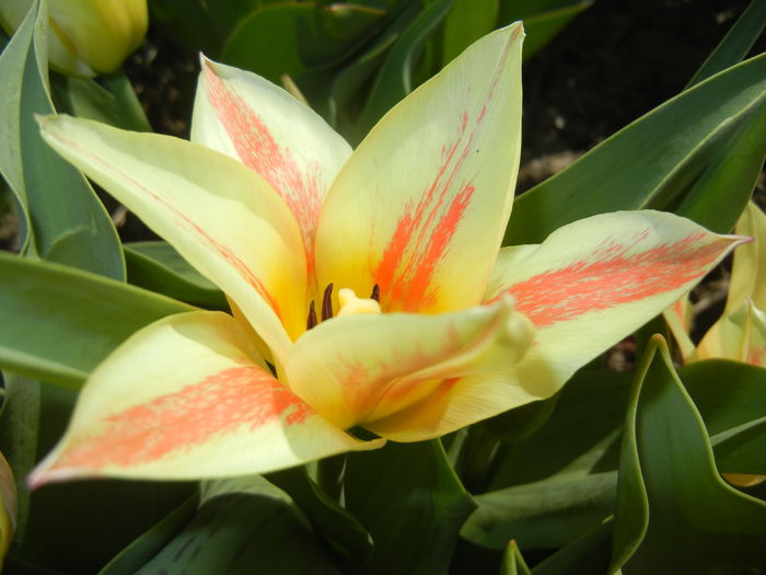 Tulipa Quebec (2015, April 10) - Tulipa Quebec