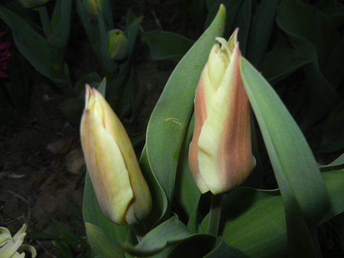 Tulipa Quebec (2015, April 10) - Tulipa Quebec