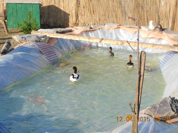 DSCN7402 - Pasari De Apa