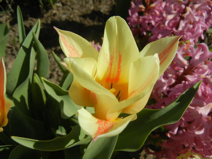 Tulipa Quebec (2015, April 10) - Tulipa Quebec