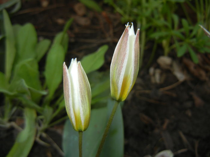 Tulipa Turkestanica (2015, April 07)