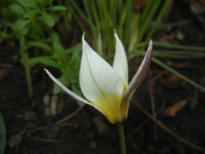 Tulipa Turkestanica (2015, April 07)