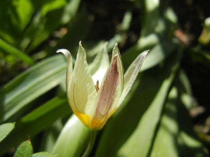 Tulipa Turkestanica (2015, April 10)
