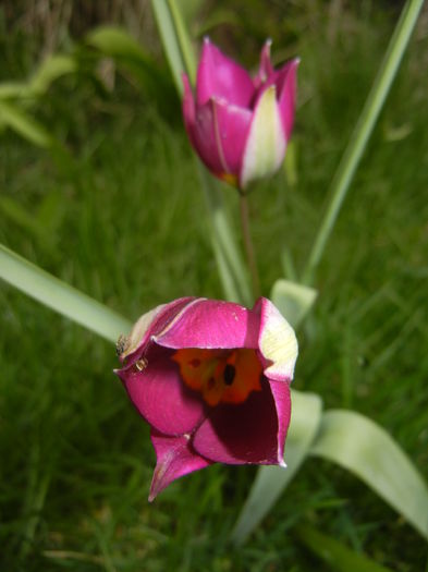 Tulipa Persian Pearl (2015, April 08)