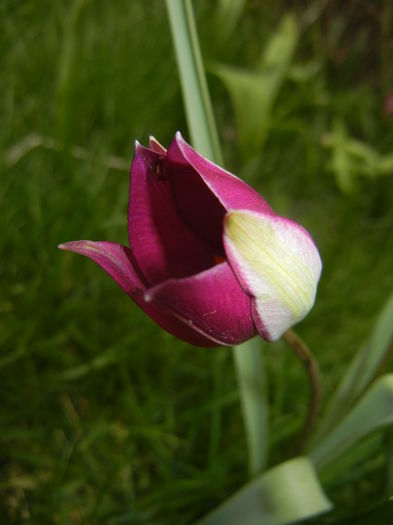 Tulipa Persian Pearl (2015, April 08)