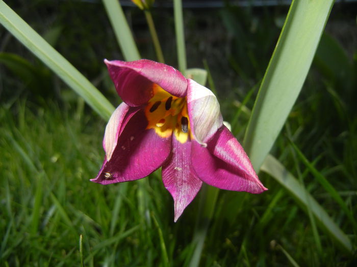 Tulipa Persian Pearl (2015, April 10)
