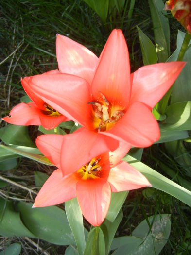 Tulipa Toronto (2015, April 10)