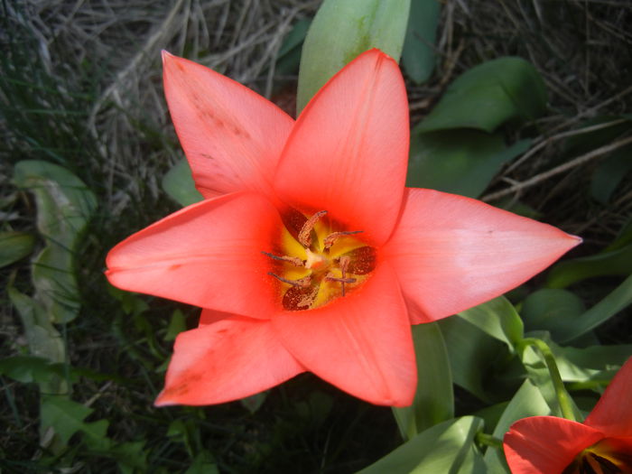 Tulipa Toronto (2015, April 10)