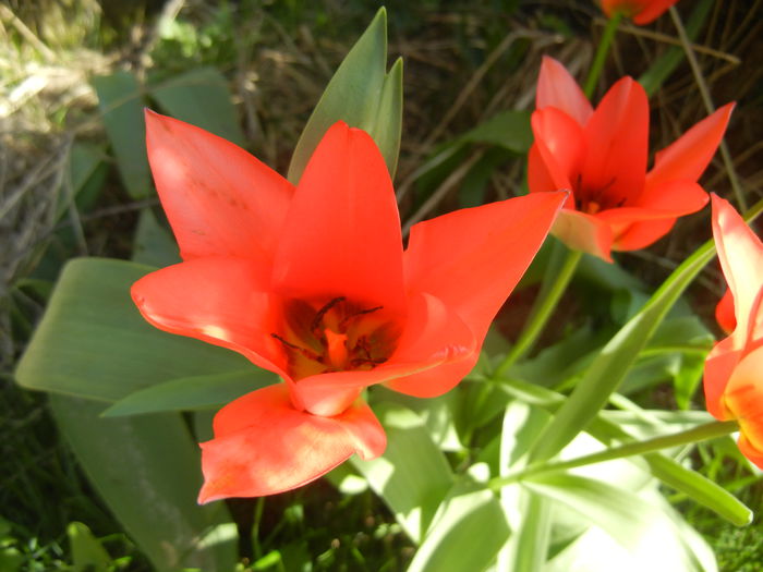 Tulipa Toronto (2015, April 10)