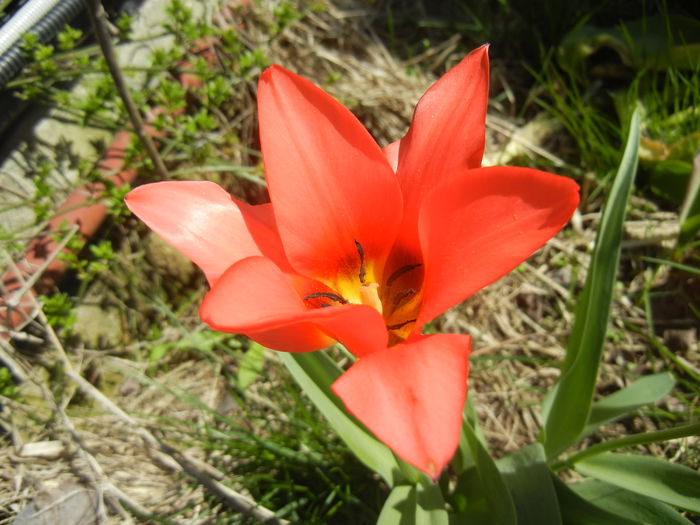 Tulipa Toronto (2015, April 10)