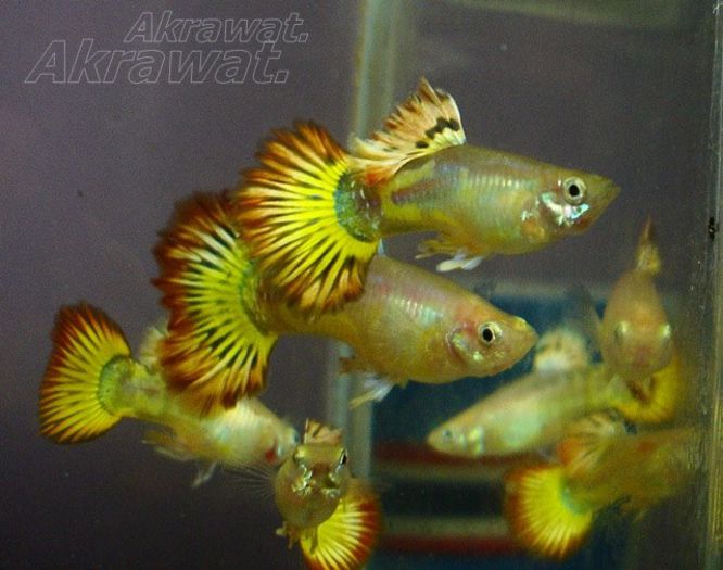 GUPII - FRUMUSETI  MONDIALE