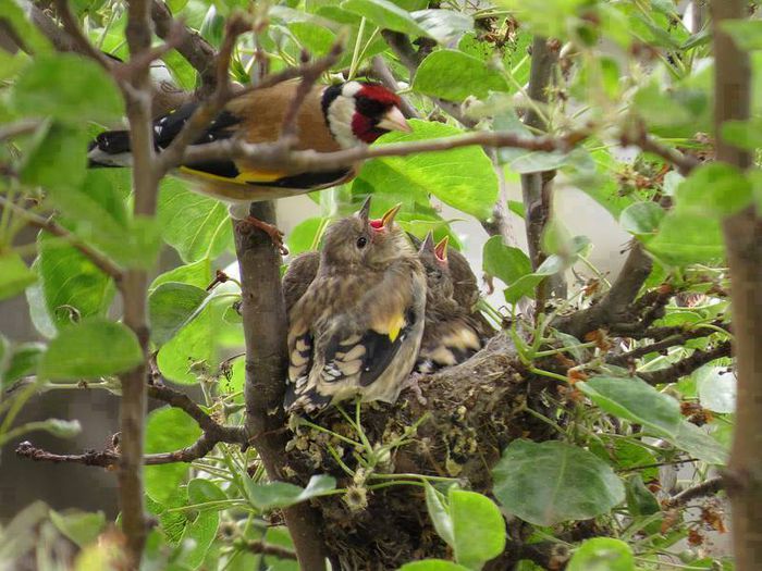  - FRUMUSETI  MONDIALE