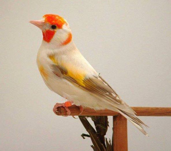  - FRUMUSETI  MONDIALE