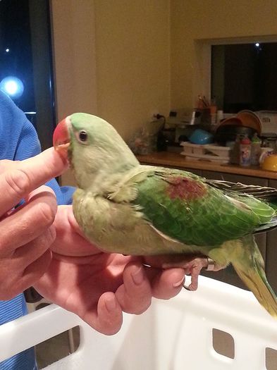 oltean - FRUMUSETI  MONDIALE