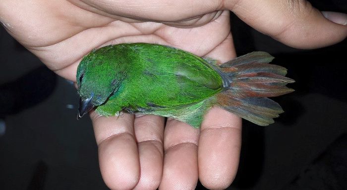  - FRUMUSETI  MONDIALE