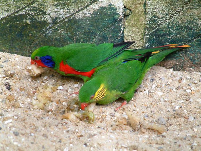  - FRUMUSETI  MONDIALE