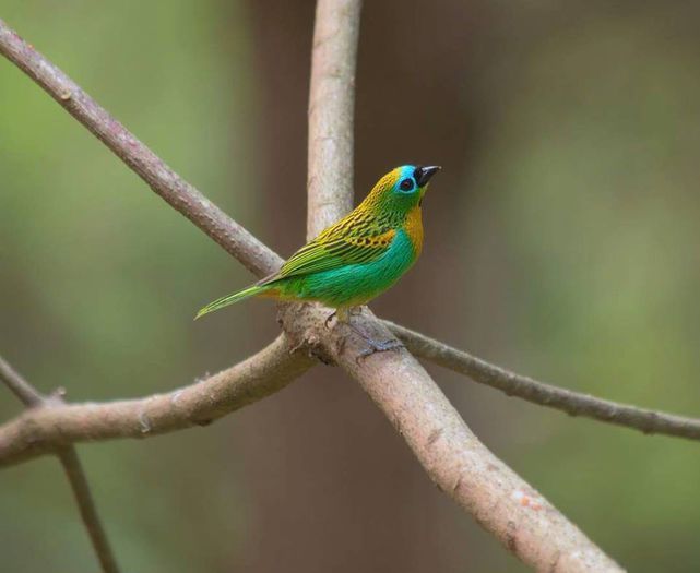  - FRUMUSETI  MONDIALE