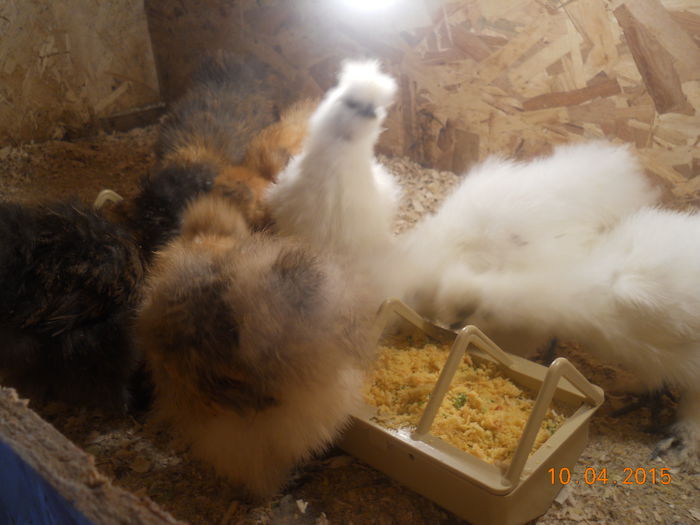 DSCN5276 - Z Pui 2015