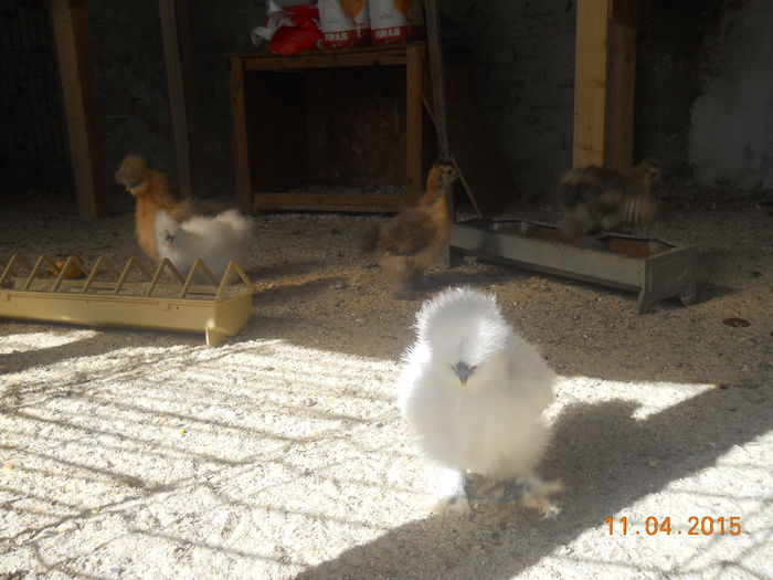 DSCN5279 - Z Pui 2015