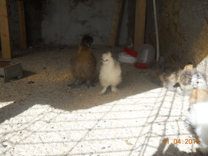 DSCN5286 - Z Pui 2015