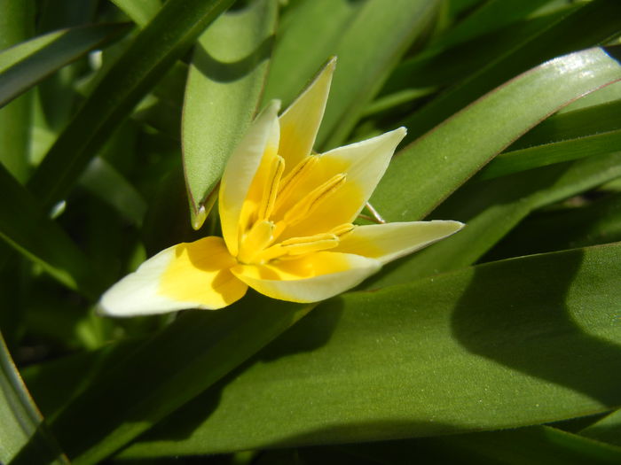 Tulipa Tarda (2015, April 10)