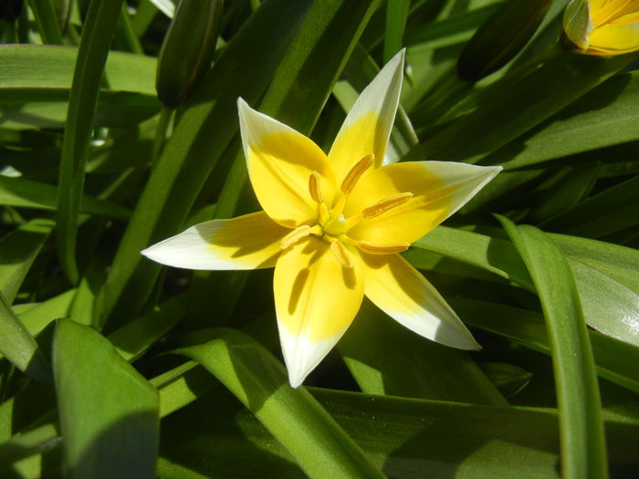 Tulipa Tarda (2015, April 10)