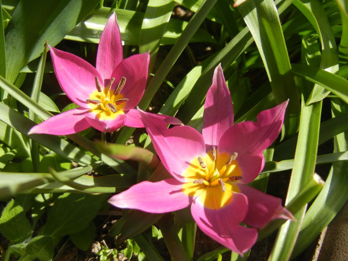 Tulipa pulchella Violacea (2015, April 10)