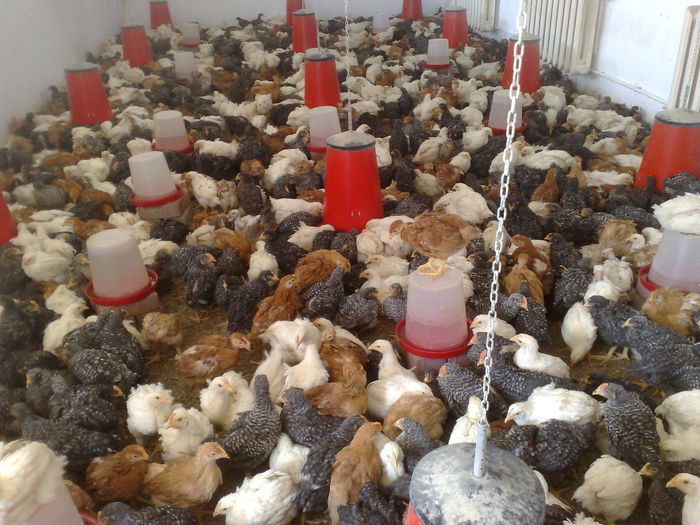 Puii la 30 de zile - 2015 CRESCATORIA PUILOR DE GAINA