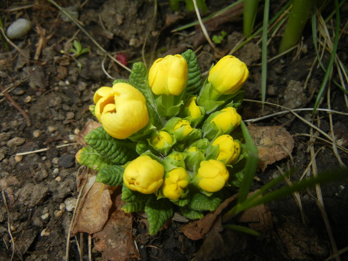 Yellow Primula (2015, April 08) - PRIMULA Acaulis