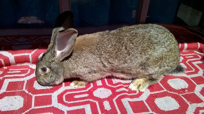 WP_20150411_13_11_01_Pro; mama pui
