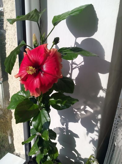 IMG_20150326_084259[1] - Hibiscus Oberon