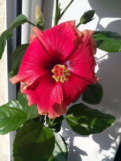 IMG_20150326_084304[1] - Hibiscus Oberon