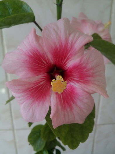 IMG_20150307_144812[1] - Hibiscus Pink Dream