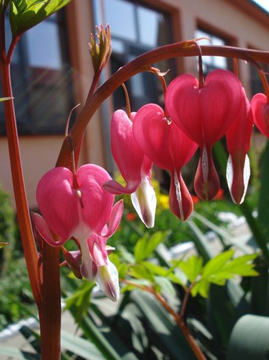 elegantele flori (3) - dicentra spectabilis