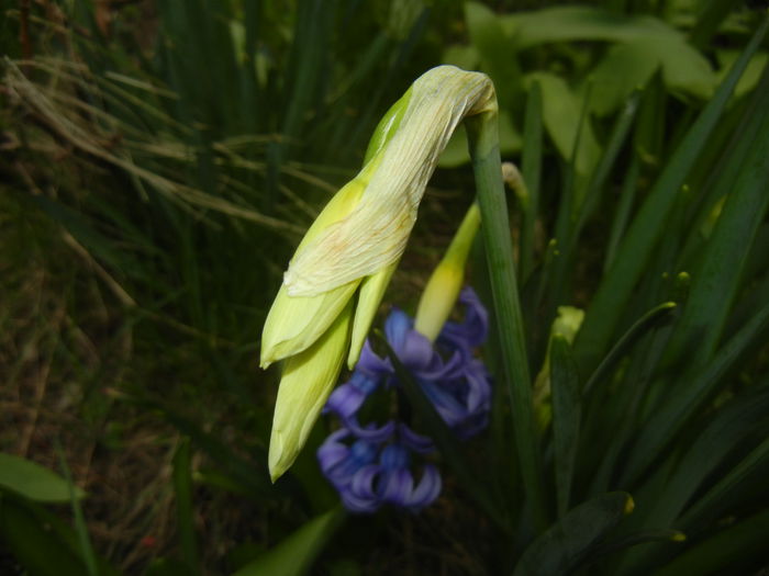 Narcissus Thalia (2015, April 08)