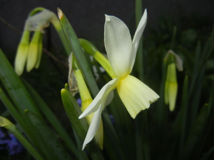 Narcissus Thalia (2015, April 10)