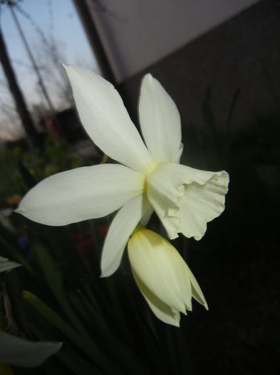 Narcissus Thalia (2015, April 10)