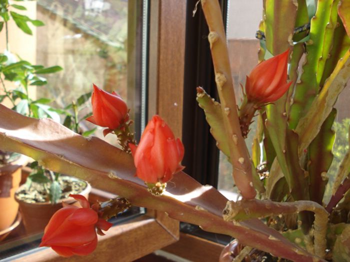 bobocii (2) - epiphyllum